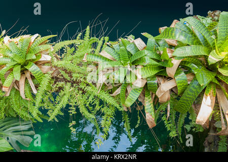 Una giungla tropicale dettaglio che mostra alcune piante bromeliad pulite la superficie dell'acqua Foto Stock