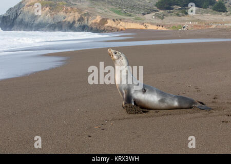 Il leone marino della California al Rodeo Beach in Sausalito, California Foto Stock