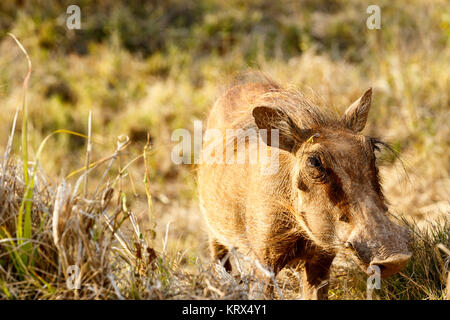 Warthog comune con il suo grosso naso Foto Stock