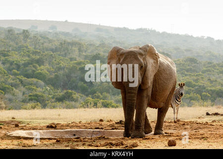 Zebra sbirciare dietro l'Elefante Foto Stock