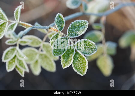 Foglie congelate con gelo Foto Stock