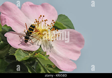 WASP buck Clytus arietis su rosa selvatica Foto Stock