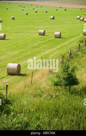 Campo con rotoli di paglia Foto Stock