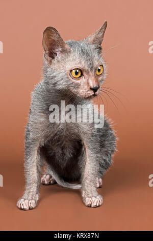 Werwolfkatze (Lykoi) gattino, Alter 6 Monate Foto Stock