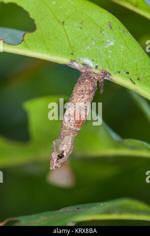 Un monarca fresca crisalide o pupa attaccato ad un ramo milkweed Foto Stock