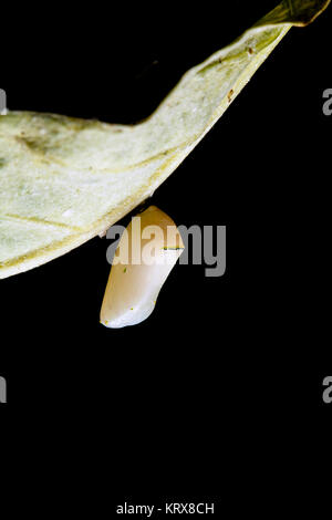 Un monarca fresca crisalide o pupa attaccato ad un ramo milkweed Foto Stock