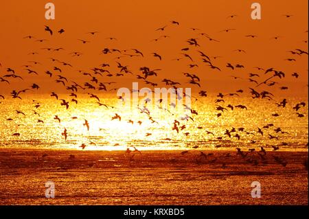 Qingdao, Qingdao, Cina. Xx Dec, 2017. Sunset scenario della baia di Jiaozhou a Qingdao, Cina orientale della provincia di Shandong. Credito: SIPA Asia/ZUMA filo/Alamy Live News Foto Stock