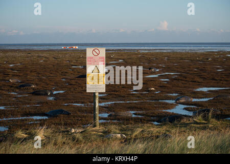 Donna Nook, Lincolnshire, Regno Unito. 5 Novembre, 2017. Grays guarnizione nella luce del mattino presso la UK gamma militare Donna Nook, Lincolnshire, Regno Unito.Le guarnizioni si riuniscono nel loro migliaia sulle gamme di militari tp dare nascita per i loro cuccioli Credito: Charlotte Graham/ZUMA filo/Alamy Live News Foto Stock
