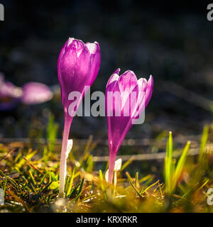 Due fioriture di crochi viola in montagna Foto Stock