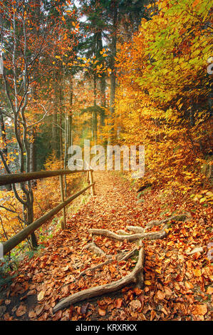 Bella scena autunno invita a camminare..in una nebbiosa sentiero nella foresta. Foto Stock