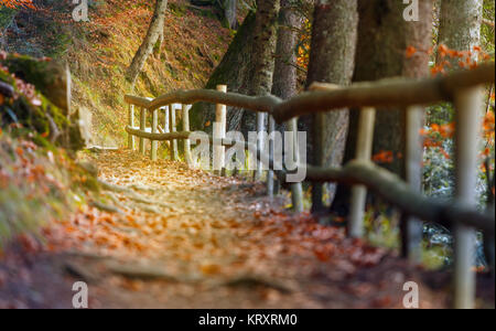 Bella scena autunno invita a camminare..in una nebbiosa sentiero nella foresta. Foto Stock