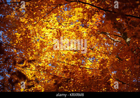 Autunno magnifico sfondo, foglie di giallo sui rami. Foto Stock