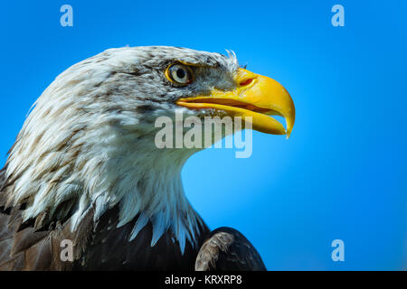 Ritratto di un aquila calva Foto Stock