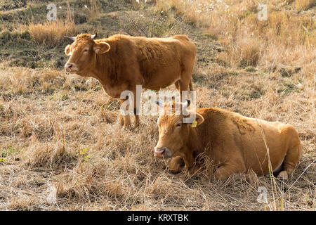 Mucca nel campo Foto Stock