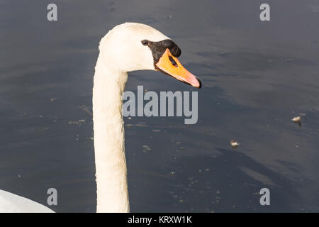 Ritratto di un cigno bianco Foto Stock