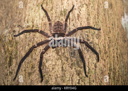 Big huntsman spider su albero del Madagascar Foto Stock