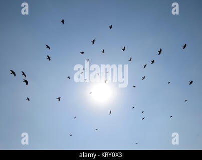 Silhouette di un gregge di merlo volando attraverso una surreale del cielo della sera con un ardente sun Foto Stock