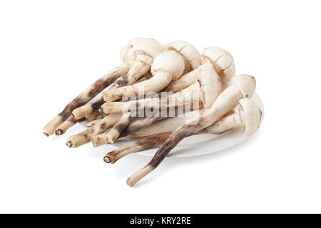 Fungo Termitomyces o fungo termite Foto Stock