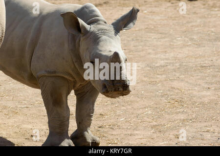 Baby rhino close up Foto Stock