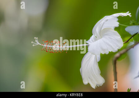 White hibiscus. Karkade su uno sfondo verde nel giardino tropicale. Simbolo di Hawaiian. Fioritura estiva Foto Stock