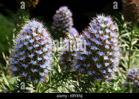 La testa del serpente (echium spec.) Foto Stock