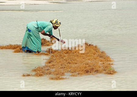 ZANZIBAR, TANZANIA - Ottobre 25, 2014: donna non identificato la raccolta di alghe coltivate in poco profondi e chiare acque costiere dell'isola di Zanzibar Foto Stock