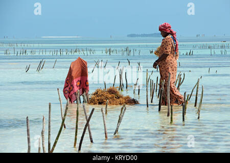 ZANZIBAR, TANZANIA - Ottobre 25, 2014: donna non identificato la raccolta di alghe coltivate in poco profondi e chiare acque costiere dell'isola di Zanzibar Foto Stock