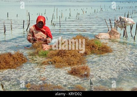 ZANZIBAR, TANZANIA - Ottobre 25, 2014: donna non identificato la raccolta di alghe coltivate in poco profondi e chiare acque costiere dell'isola di Zanzibar Foto Stock