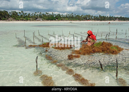 ZANZIBAR, TANZANIA - Ottobre 25, 2014: donna non identificato la raccolta di alghe coltivate in poco profondi e chiare acque costiere dell'isola di Zanzibar Foto Stock