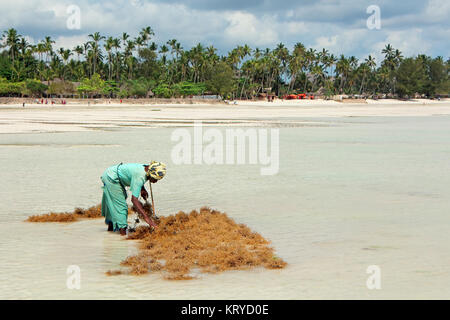 ZANZIBAR, TANZANIA - Ottobre 25, 2014: donna non identificato la raccolta di alghe coltivate in poco profondi e chiare acque costiere dell'isola di Zanzibar Foto Stock