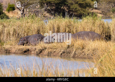 Allevamento di ippopotami dormendo, Parco Nazionale di Pilanesberg, Sud Africa Foto Stock