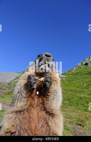 Una marmotta alpina rende i maschi e mangia con le sue zampe Foto Stock