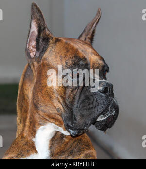 Razza cane Boxer colpo di testa Foto Stock