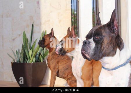 Tre di razza Boxer cani con il tigrato e fulvo rivestire i colori. Foto Stock