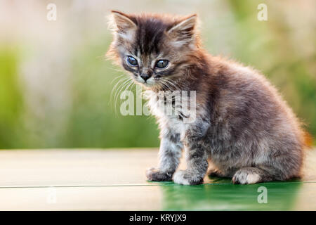 Animale felino pet poco british gatto domestico curioso faccia guardando gli occhi Foto Stock