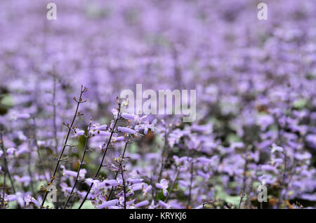 Plectranthus Mona Lavanda fiori Foto Stock