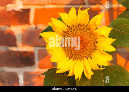 Natura 2000, Głebowice, Polonia, Europa, Ape su un girasole Foto Stock