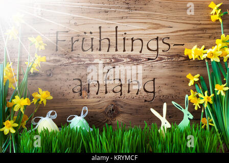 Sfondo di legno con testo in tedesco significa Fruehlingsanfang inizio di primavera. Decorazione di pasqua come uova di Pasqua e il coniglietto di Pasqua. Giallo sole fiore di primavera Narcisssus con Gras. Foto Stock