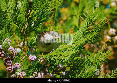 Sparrow su un Thuja Foto Stock
