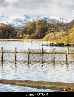 Gabbiani poggiano su un tradizionale molo in legno a Ambleside nel lago di Windermere, con alberi di autunno e le montagne innevate di Langdale dietro, in ita Foto Stock