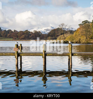 Gabbiani poggiano su un tradizionale molo in legno a Ambleside nel lago di Windermere, con alberi di autunno e le montagne innevate di Langdale dietro, in ita Foto Stock