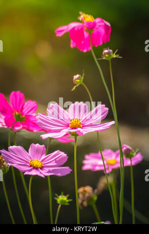 Fiori di colore rosa cosmo bloom splendidamente per la luce del mattino. Foto Stock