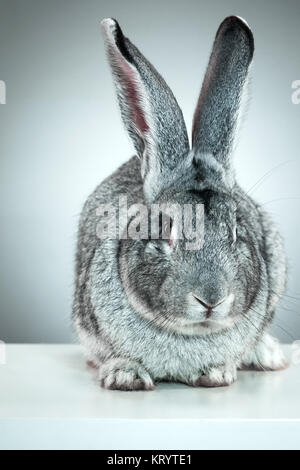 Unione di coniglio o di lepre comune, 2 mesi di età, oryctolagus cuniculus contro uno sfondo grigio Foto Stock