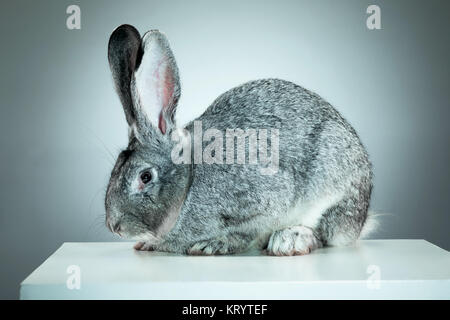 Unione di coniglio o di lepre comune, 2 mesi di età, oryctolagus cuniculus contro uno sfondo grigio Foto Stock