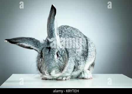 Unione di coniglio o di lepre comune, 2 mesi di età, oryctolagus cuniculus contro uno sfondo grigio Foto Stock