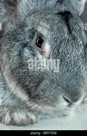 Unione di coniglio o di lepre comune, 2 mesi di età, oryctolagus cuniculus contro uno sfondo grigio Foto Stock