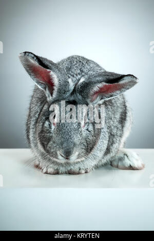 Unione di coniglio o di lepre comune, 2 mesi di età, oryctolagus cuniculus contro uno sfondo grigio Foto Stock