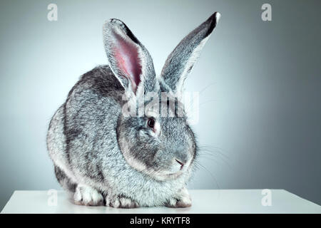Unione di coniglio o di lepre comune, 2 mesi di età, oryctolagus cuniculus contro uno sfondo grigio Foto Stock