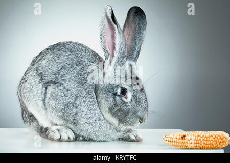 Unione di coniglio o di lepre comune, 2 mesi di età, oryctolagus cuniculus Foto Stock