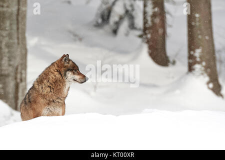 Ein europäischer Wolf im Schnee Foto Stock